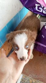 Border collie cuccioli