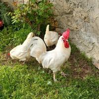 2 Galletti allevati con granaglie