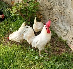 2 Galletti allevati con granaglie