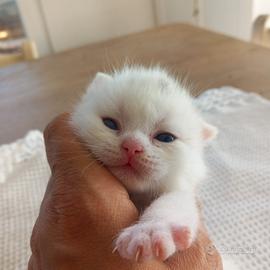 cuccioli di British Shorthair 