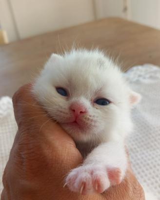 cuccioli di British Shorthair 