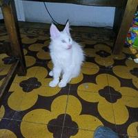 Animali- cuccioli Maine Coon giganti