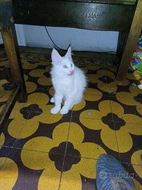 Animali- cuccioli Maine Coon giganti