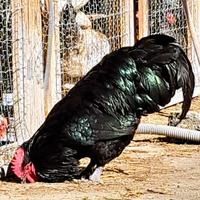 Pulcini Australorp