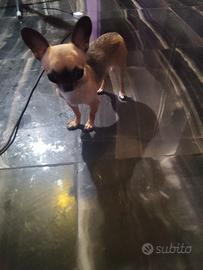 Bcdt chihuahua mini Toy