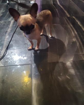 Bcdt chihuahua mini Toy