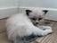Immagine 4