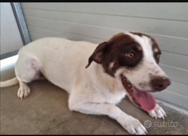 Lillino 3anni tg media in box da sempre.COSENZA