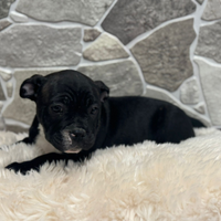 American Bully pocket