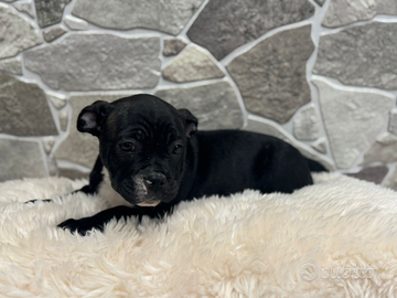 American Bully pocket