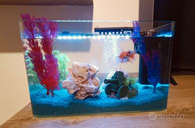 Acquario