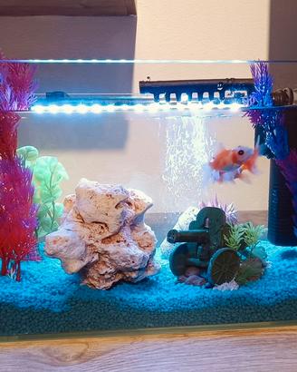 Acquario