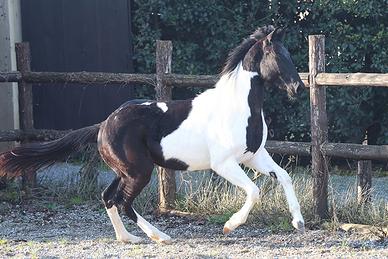 Paint puledro 24 mesi