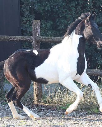 Paint puledro 24 mesi