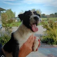 Parson Russell Terrier maschio