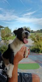 Parson Russell Terrier maschio