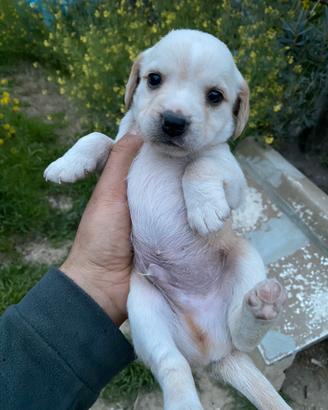 Cagnolini