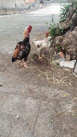 Galline KO SHAMO