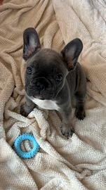 Cucciole di bulldog francese