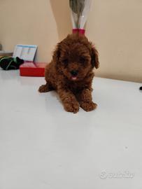 Barboncino Toy Garantito Foto Reali Colore Red