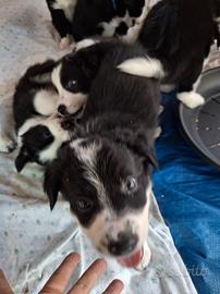 CUCCIOLO BORDER COLLIE 