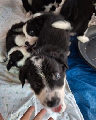 CUCCIOLO BORDER COLLIE 
