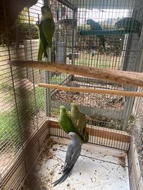 Pappagalli parrocchetto dal collare