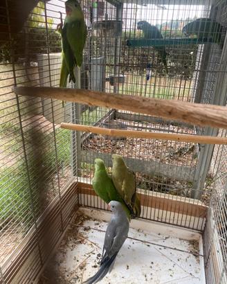 Pappagalli parrocchetto dal collare