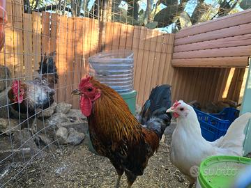 Galline cornute di Caltanissetta