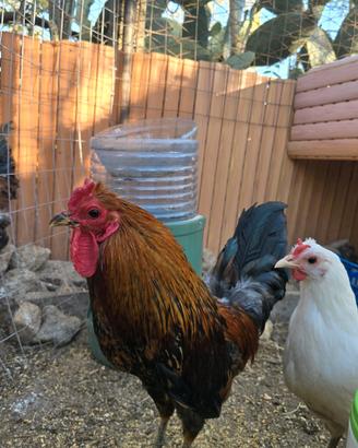 Galline cornute di Caltanissetta