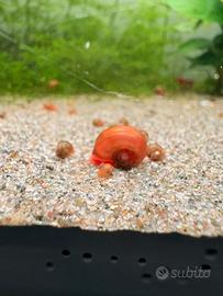 Lumache da acquario Planorbarius e Physa