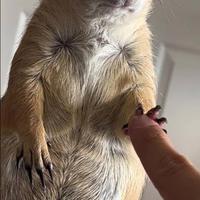 Cucciolo Cane della Prateria Maschio