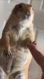 Cucciolo Cane della Prateria Maschio