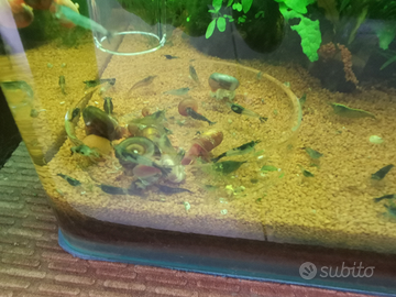 Caridine e potature di T. S