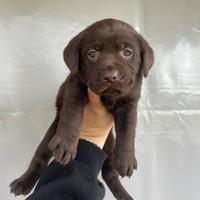 Cuccioli di Labrador