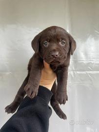 Cuccioli di Labrador