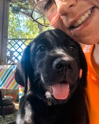 Disponibili cuccioli di labrador alta genealogia