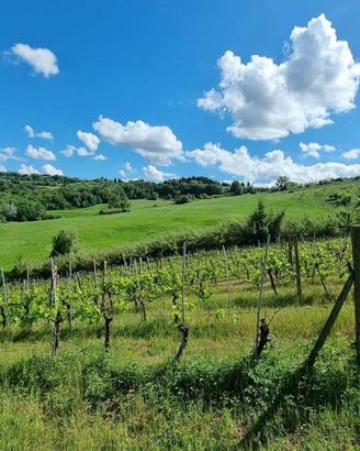 Terreno di 21090 m² a Montespertoli