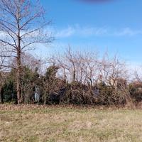 Alberi da potare per legna da ardere