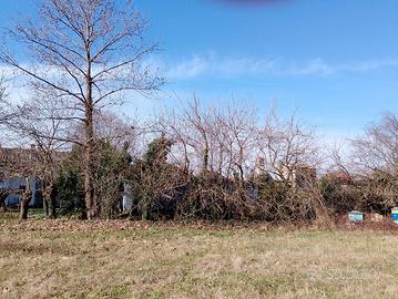 Alberi da potare per legna da ardere