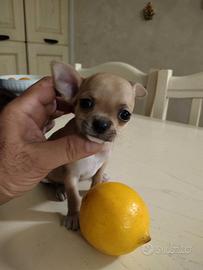 Femmina di . Chihuahua Toy
