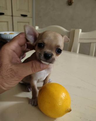 Femmina di . Chihuahua Toy