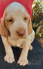 CUCCIOLA DI BRACCO ITALIANO 