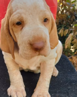 CUCCIOLA DI BRACCO ITALIANO 