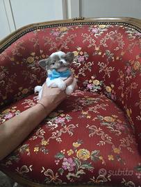 Chihuahua