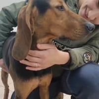 Segugio italiano 2 anni