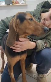 Segugio italiano 2 anni