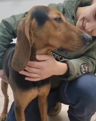 Segugio italiano 2 anni