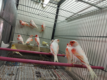 Canarini a fattore rosso