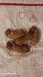 Cuccioli di barboncino nano